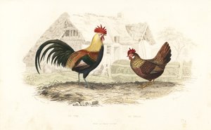 Hane og høne, Phasianus gallus. av Edouard (after) Travies