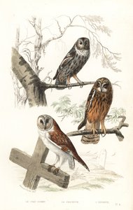 Eurasisk solugle, haukugle og kortøreugle.
