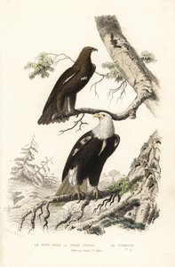 Større flekkørn og skallet ørn. av Edouard (after) Travies
