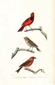 Nordkardinal, brasiliansk grobeak og korsnebb. av Edouard (after) Travies