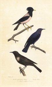 Ringouzel, blå steintrost og rosenrød stær. av Edouard (after) Travies