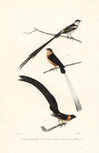 Whydah fugler. av Edouard (after) Travies