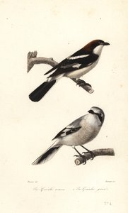 Woodchat shrike and great grey shrike.   1401064   no       norwegian Successfully Translated  Original: Houten brug Translat: Houten brug 1330341 no norwegian Successfully Translated Original: Gezicht te Rome met de zuil van Trajanus en de S. Maria di Lor av Edouard (after) Travies