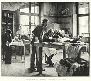 Laboratorium for sammenlignende anatomi (gravering) av Edouard Gelhay