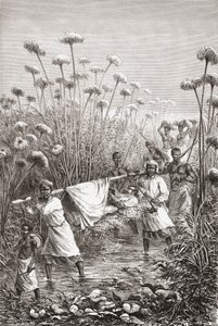 Dr. David Livingstone blir båret de siste milene til landsbyen Tchitammbo, Afrika, kort før hans død, illustrasjon fra "The World in the Hands", gravert av Henri Theophile Hildibrand av Edouard Riou