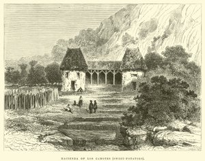 Hacienda of Los Camotes, søtpoteter av Edouard Riou