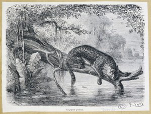 Jaguar ser på byttet sitt på en trestamme over vannet - gravering fra 1800-tallet av Edouard Riou