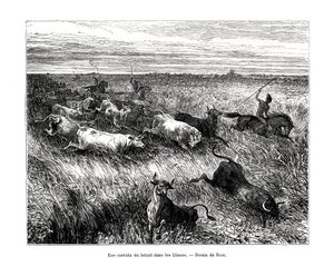 Husdyr, Los Llanos, Venezuela, 1800-tallet av Edouard Riou