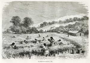 Å plukke kokabladene i Ituata-dalen, tegning av E.Riou, for å illustrere reisen i Titicaca-regionen og dalene øst i Nedre Peru, i 1873 av Paul Marcoy. Gravering i Le tour du monde av Edouard Riou
