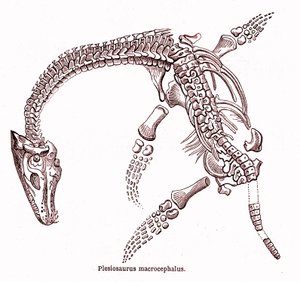 Plesiosaurus macrocephalus av Edouard Riou