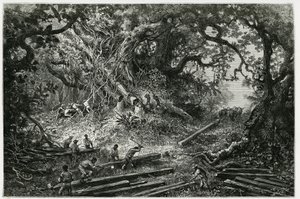 Utnyttelsen av mahogni i skogene i Andesfjellene. Gravering av Riou, for å illustrere historien "" Reisen til Yucatan og Lacandons land", i 1882, av Desire Charnay (1828-1915) arkeolog og fotograf. Publisert i Tour du monde nou av Edouard Riou