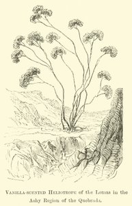 Vaniljeduftende Heliotrope of the Lomas i Ashy-regionen i Quebrada av Edouard Riou