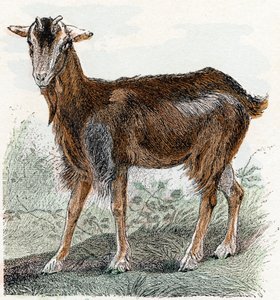 Geit- "Alfabet illustrerer dyr" 1800-tallet (gravering) av Edouard Travies