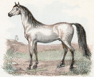 Hest- "Alfabet illustrerer dyr" 1800-tallet (gravering) av Edouard Travies