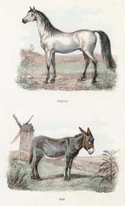 Hest og esel- "Alfabet illustrerer dyr" 1800-tallet (gravering) av Edouard Travies