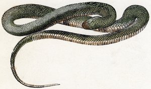 Naja (slange) - "Alfabet illustrerer dyr" 1800-tallet (gravering) av Edouard Travies