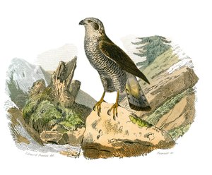 Naturhistorisk styre: Zoologisk styre som representerer rovfugler om natten. Den rundt. Plate hentet fra de ni bindene om fugler i "" Works complete of Buffon""" skrevet av naturforsker Georges Louis Leclerc, greve av Buffon av Edouard Travies