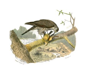 Naturhistorisk styre: Zoologisk styre som representerer rovfugler om natten. Hauken. Plate hentet fra de ni bindene om fugler i "" Works complete of Buffon""" skrevet av naturforsker Georges Louis Leclerc, greve av Buffon (1707-1788) mellom 1749 og 17 av Edouard Travies