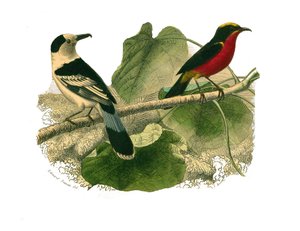 Naturhistorisk styre: Zoologisk styre som representerer rovfugler om natten. Vangaen og gonoleken. Plate hentet fra de ni bindene om fugler i "" Works complete of Buffon""" skrevet av naturforsker Georges Louis Leclerc, greve av Buffon av Edouard Travies