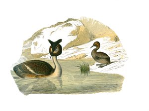 Naturhistorisk styre: Zoologisk styre som representerer brachyptere palmer av Edouard Travies