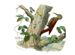 Naturhistorisk styre: Zoologisk styre som representerer klatrere. Klatretoppen. Plate trukket fra de ni bindene om fugler i "" Works complete of Buffon""" skrevet av naturforsker Georges Louis Leclerc, greve av Buffon (1707-1788) m av Edouard Travies