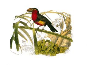Naturhistorisk styre: Zoologisk styre som representerer klatrere. Barbicanen. Plate hentet fra de ni bindene om fugler i "" Works complete of Buffon""" skrevet av naturforsker Georges Louis Leclerc, greve av Buffon (1707-1788) mellom 1749 og 1785. Illustra av Edouard Travies