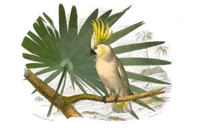 Naturhistorisk styre: Zoologisk styre som representerer klatrere. Kakatoene har gul hupe. Plate trukket fra de ni bindene om fugler i "" Works complete of Buffon""" skrevet av naturforsker Georges Louis Leclerc, greve av Buffon (1707-1788) mellom 1749 av Edouard Travies
