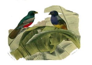 Naturhistorisk styre: Zoologisk styre som representerer klatrere. Den røde magen og den gule magen. Plate hentet fra de ni bindene om fugler i "" Works complete of Buffon""" skrevet av naturforsker Georges Louis Leclerc, greve av Buffon (1707-1788) mellom av Edouard Travies