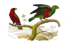 Naturhistorisk styre: Zoologisk styre som representerer klatrere. Tricolor lori og den grønne papegøyen. Plate hentet fra de ni bindene om fugler i "" Works complete of Buffon""" skrevet av naturforsker Georges Louis Leclerc, greve av Buffon (1707-1788) av Edouard Travies