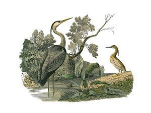 Naturhistorisk styre: Zoologisk tavle som representerer vannfugler og kultrirostrøse vadefugler (med store, lange og sterke nebb): hegre og krabbe. Plate hentet fra de ni bindene om fugler i "" Works complete of Buffon""" skrevet av naturforsker Georges Lo av Edouard Travies