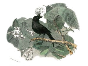 Naturhistorisk plate: Zoologisk tavle som representerer dentirostroous spurvefugler (med ekancre). Drongoen. Plate trukket fra de ni bindene om fugler i "" Works complete of Buffon""" skrevet av naturforsker Georges Louis Leclerc, greve av Buffon (1707-178 av Edouard Travies
