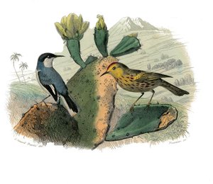 Naturhistorisk plate: Zoologisk tavle som representerer dentirostroous spurvefugler av Edouard Travies