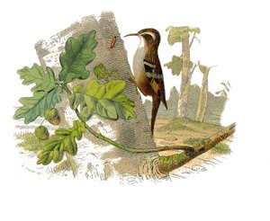 Naturhistorisk plate: Zoologisk tavle som representerer dentirostroous spurvefugler av Edouard Travies