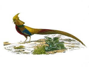 Naturhistorisk plate: Zoologisk bord som representerer gallinaser: den kinesiske dorefasanen. Plate hentet fra de ni bindene om fugler i "" Works complete of Buffon""" skrevet av naturforsker Georges Louis Leclerc, greve av Buffon (1707-1788) mellom 1749 a av Edouard Travies