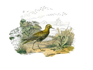 Naturhistorisk plate: Zoologisk tavle som representerer de langstrakte vadefuglene (lang og mager nebb): Gullhønen. Plate hentet fra de ni bindene om fugler i "" Works complete of Buffon""" skrevet av naturforsker Georges Louis Leclerc, greve av Buffon av Edouard Travies