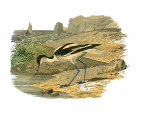 Naturhistorisk plate: Zoologisk bord som representerer de langstrakte vadefuglene av Edouard Travies