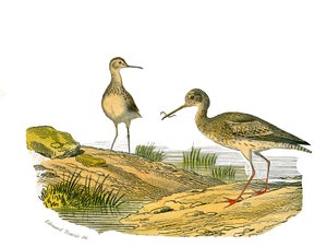 Naturhistorisk plate: Zoologisk bord som representerer de langstrakte vadefuglene av Edouard Travies