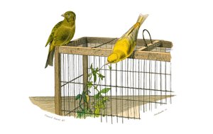 Naturhistorisk tavle: Zoologisk tavle som representerer konirostrus spurvefugl (konisk nebb). Kanariøyene. Plate hentet fra de ni bindene om fugler i "" Works complete of Buffon""" skrevet av naturforsker Georges Louis Leclerc, greve av Buffon (1707) av Edouard Travies