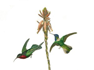 Naturhistorisk tavle: Zoologisk tavle som representerer konirostrus spurvefugl (konisk nebb). Granatkolibri og jakobinsk fluefugl. Plate hentet fra de ni bindene om fugler i "" Works complete of Buffon""" skrevet av naturforsker Georges Louis Leclerc, av Edouard Travies