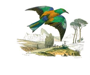 Naturhistorisk tavle: Zoologisk tavle som representerer konirostrus spurvefugl (konisk nebb). The Rollier of Europe. Plate hentet fra de ni bindene om fugler i "" Works complete of Buffon""" skrevet av naturforsker Georges Louis Leclerc, greve av Buffon (1 av Edouard Travies