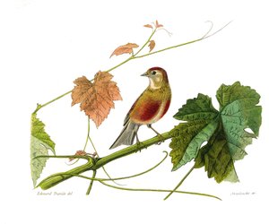 Naturhistorisk tavle: Zoologisk tavle som representerer konirostrus spurvefugl (konisk nebb). Linotten. Plate trukket fra de ni bindene om fugler i "" Works complete of Buffon""" skrevet av naturforsker Georges Louis Leclerc, greve av Buffon (1707-1788) av Edouard Travies