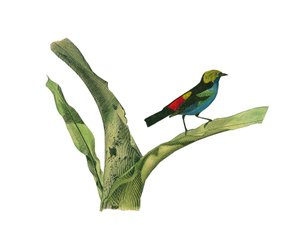 Naturhistorisk tavle: Zoologisk tavle som representerer konirostrus spurvefugl (konisk nebb). Plate trukket fra de ni bindene om fugler i "" Works complete of Buffon""" skrevet av naturforsker Georges Louis Leclerc, greve av Buffon (1707-1788) mellom 1749 av Edouard Travies