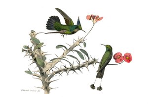 Naturhistorisk tavle: Zoologisk tavle som representerer konirostrus spurvefugl (konisk nebb). Hoopoly-fluefuglen og trugefluefuglen. Plate hentet fra de ni bindene om fugler i "" Works complete of Buffon""" skrevet av naturforsker Georges Louis Le av Edouard Travies