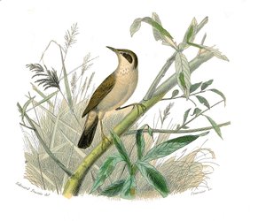 Natural history board: Zoological board representing conirostrous passerines (conical beak). The redhead. Plate drawn from the nine volumes on birds in “” Works complete of Buffon””” written by naturalist Georges Louis Leclerc, Count of Buffon (1707-1788)  av Edouard Travies