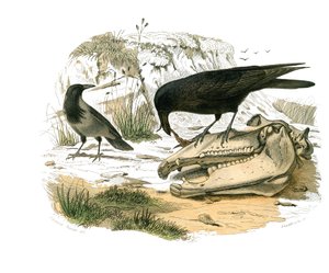 Natural history board: Zoological board representing conirostrous passerines (conical beak). The raven. Plate drawn from the nine volumes on birds in “” Works complete of Buffon””” written by naturalist Georges Louis Leclerc, Count of Buffon (1707-1788) be av Edouard Travies
