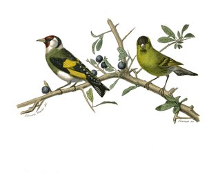 Naturhistorisk styre: Zoologisk tavle som representerer konirostro spurvefugler av Edouard Travies