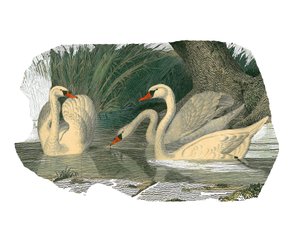 Naturhistorisk styre: Zoologisk styre som representerer lamellirostrous palmipedes av Edouard Travies