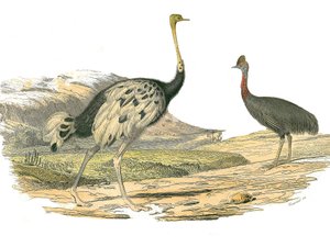 Naturhistorisk styre: Zoologisk styre som representerer vadefuglene: struts og casoar. Plate hentet fra de ni bindene om fugler i "" Works complete of Buffon""" skrevet av naturforsker Georges Louis Leclerc, greve av Buffon (1707-1788) mellom 1749 og 1785 av Edouard Travies