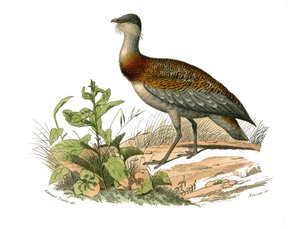 Naturhistorisk styre: Zoologisk styre som representerer vadefuglene: busten. Plate hentet fra de ni bindene om fugler i "" Works complete of Buffon""" skrevet av naturforsker Georges Louis Leclerc, greve av Buffon (1707-1788) mellom 1749 og 1785. Illustras av Edouard Travies
