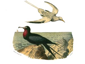 Naturhistorisk styre: Zoologisk styre som representerer totipalmer av Edouard Travies